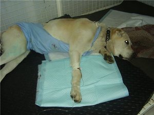 Заворот кишок у собак - хирургическое вмешательство