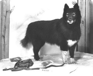 История собаки Балто