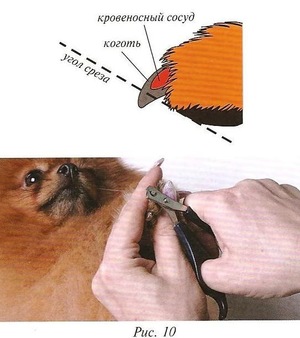 Как состричь ногти собаке