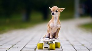 Чихуахуа - одна из самых маленьких собак