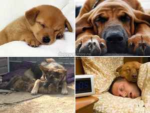 Толкование сна про собаку