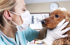 Токсокароз у собак: описание заболевания