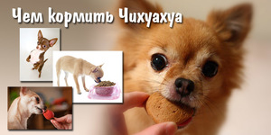 Чем кормить чихуахуа. Кормление щенков и беременных собак, Когда можно давать вкусняшки чихуахуа щенку