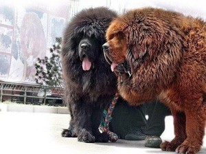 Появление собак на Тибете