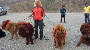 Общение с собакой породы тибетский мастиф