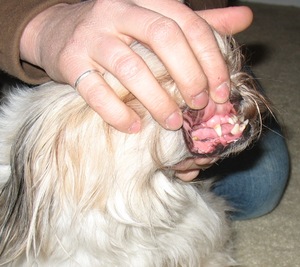 Смена зубов у щенков в течении первого года