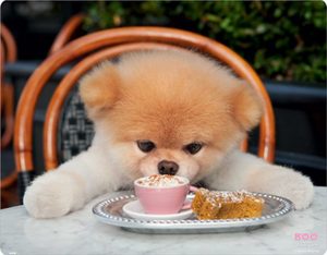 Рацион питания миниатюрных собак