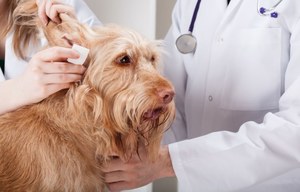 Если собака чешет ухо, причина скорее всего в заболевании отит