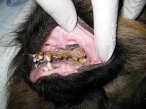 Как избавить собаку от зубного камня