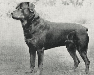 Описание истории собак породы ротвейлер