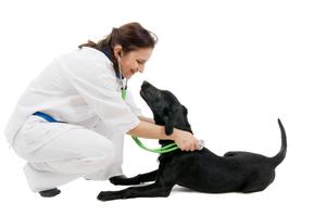 Как лечить собак от простатита
