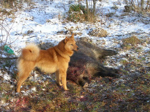 Охотничья порода карело-финская лайка