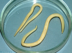 Круглые черви