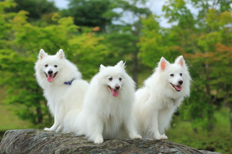Собаки японский шпиц