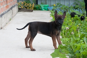Тайская порода собак
