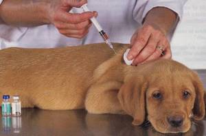 Как провести вакцинацию собаке