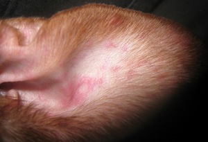 Аллергия у собак на ушах